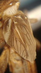 Gryllotalpa orientalis