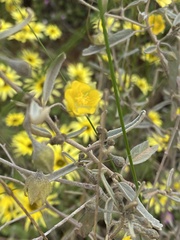 Sida calyxhymenia
