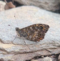 Lasiommata