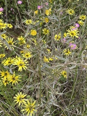 Sida calyxhymenia