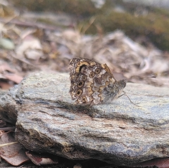 Lasiommata