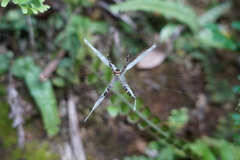 Argiope minuta