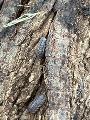 Armadillidium nasatum