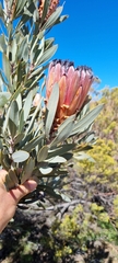 Protea laurifolia