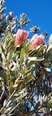 Protea laurifolia