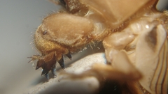 Gryllotalpa orientalis