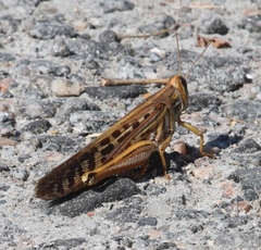 Schistocerca americana