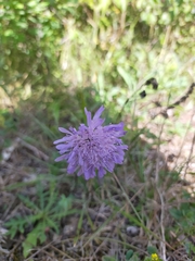 Knautia