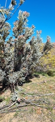 Protea laurifolia