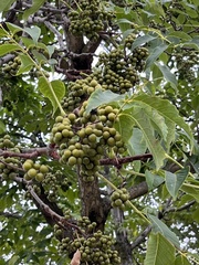 Phellodendron amurense