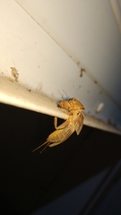 Gryllotalpa orientalis