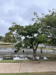 Phellodendron amurense