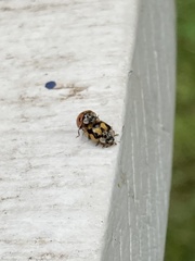 Adalia decempunctata