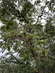 Phellodendron amurense