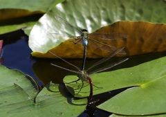 Anax parthenope julius