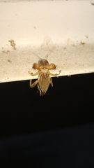 Gryllotalpa orientalis