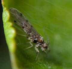 Psocomorpha