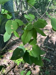 Amelanchier arborea
