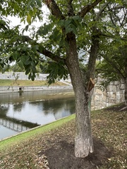 Phellodendron amurense