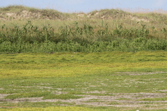 Bartramia longicauda