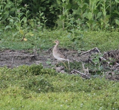 Bartramia longicauda