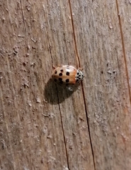 Harmonia quadripunctata