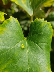 Colomerus vitis