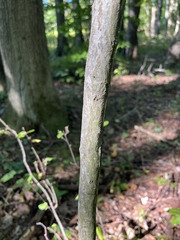 Amelanchier arborea
