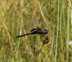 Macrodiplax balteata