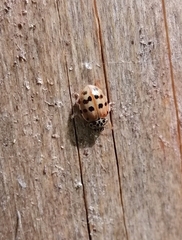 Harmonia quadripunctata