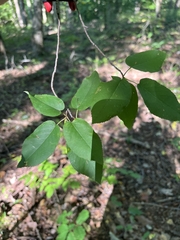 Amelanchier arborea