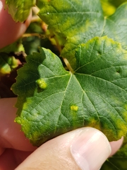 Colomerus vitis