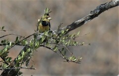 Trachyphonus vaillantii