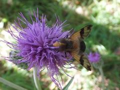 Volucella tabanoides