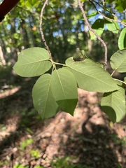 Amelanchier arborea