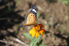 Argynnis hyperbius hyperbius