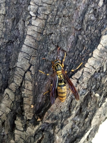 Rothney's Paper Wasp