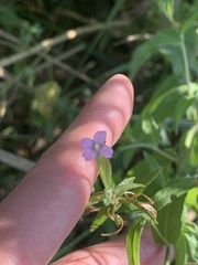 Epilobium parviflorum