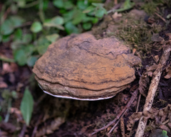 Ganoderma