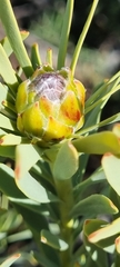 Leucadendron