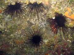 Centrostephanus longispinus