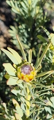 Leucadendron