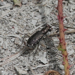 Cicindela punctulata