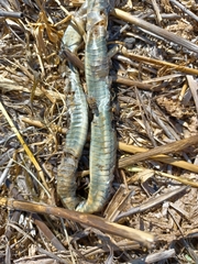 Hierophis viridiflavus