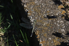 Orthetrum albistylum speciosum