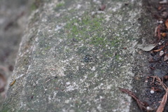 Thiania
