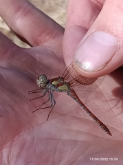 Sympetrum striolatum