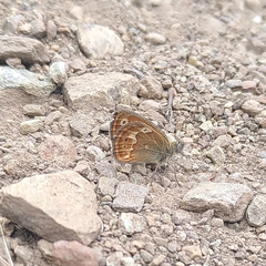 Coenonympha corinna