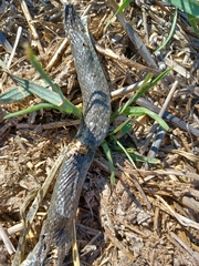 Hierophis viridiflavus