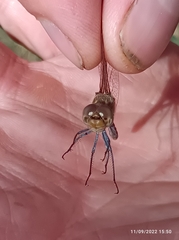 Sympetrum striolatum